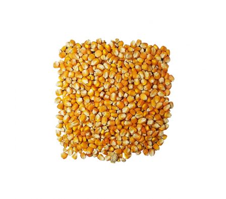 MAIZ TUPI EN GRANO X KL.